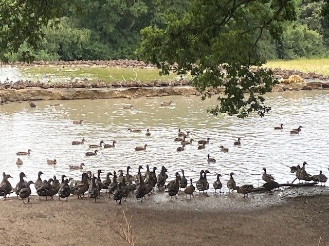 Duck pond